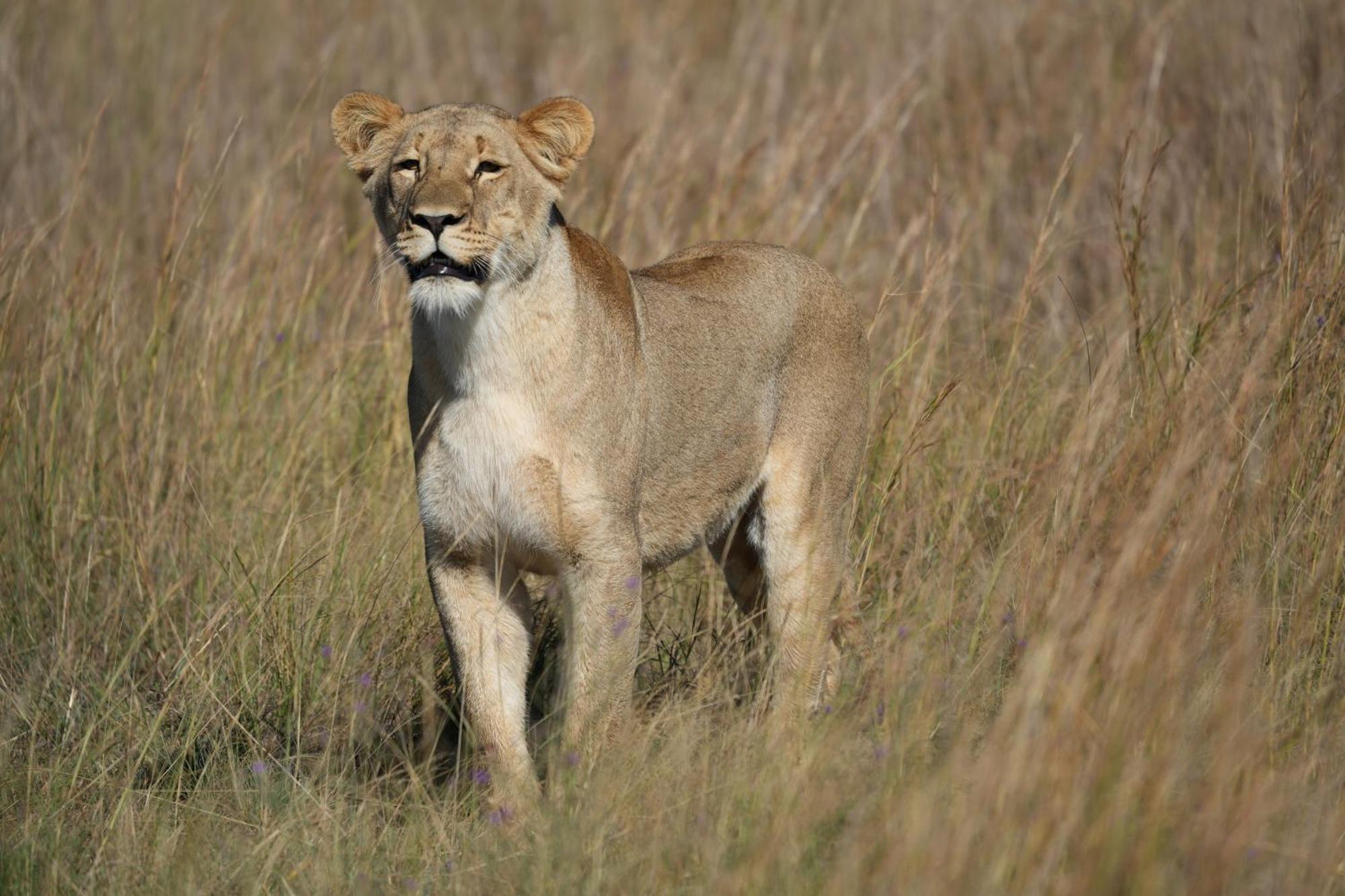 Shibula Safari Lodge Réserve animalière Welgevonden Extérieur photo