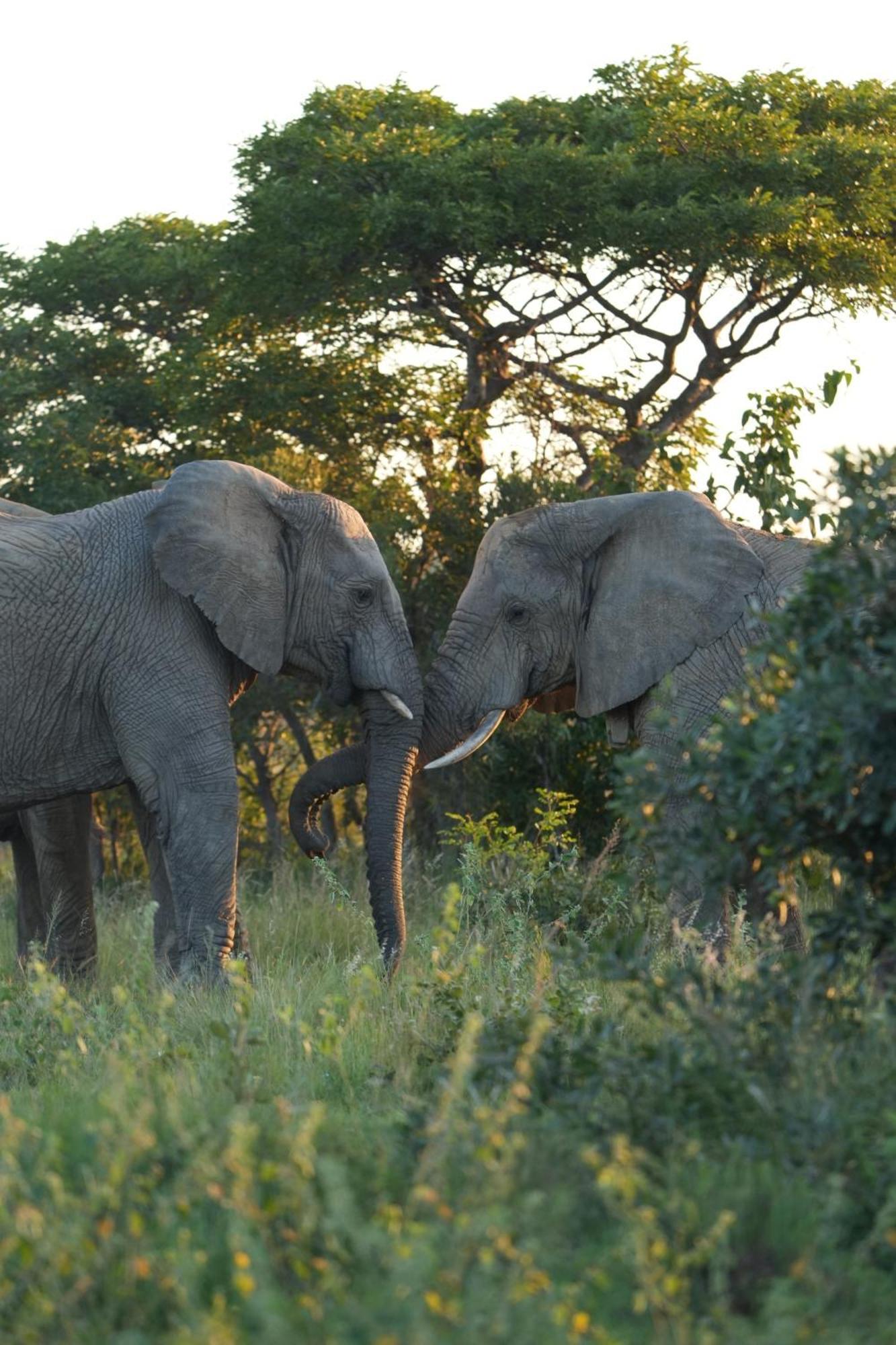Shibula Safari Lodge Réserve animalière Welgevonden Extérieur photo