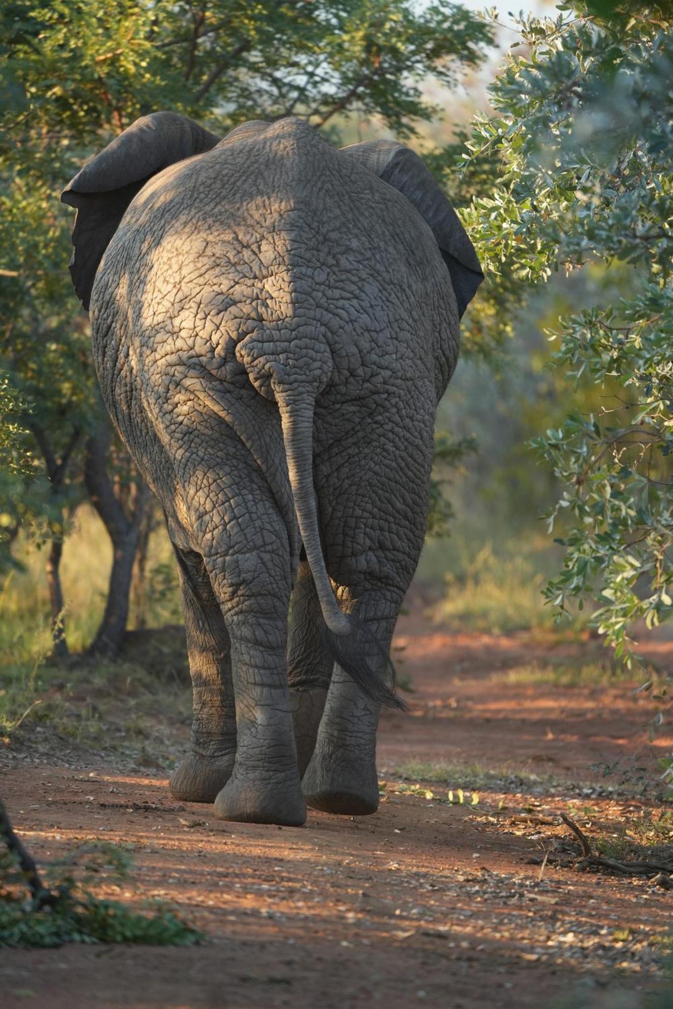 Shibula Safari Lodge Réserve animalière Welgevonden Extérieur photo