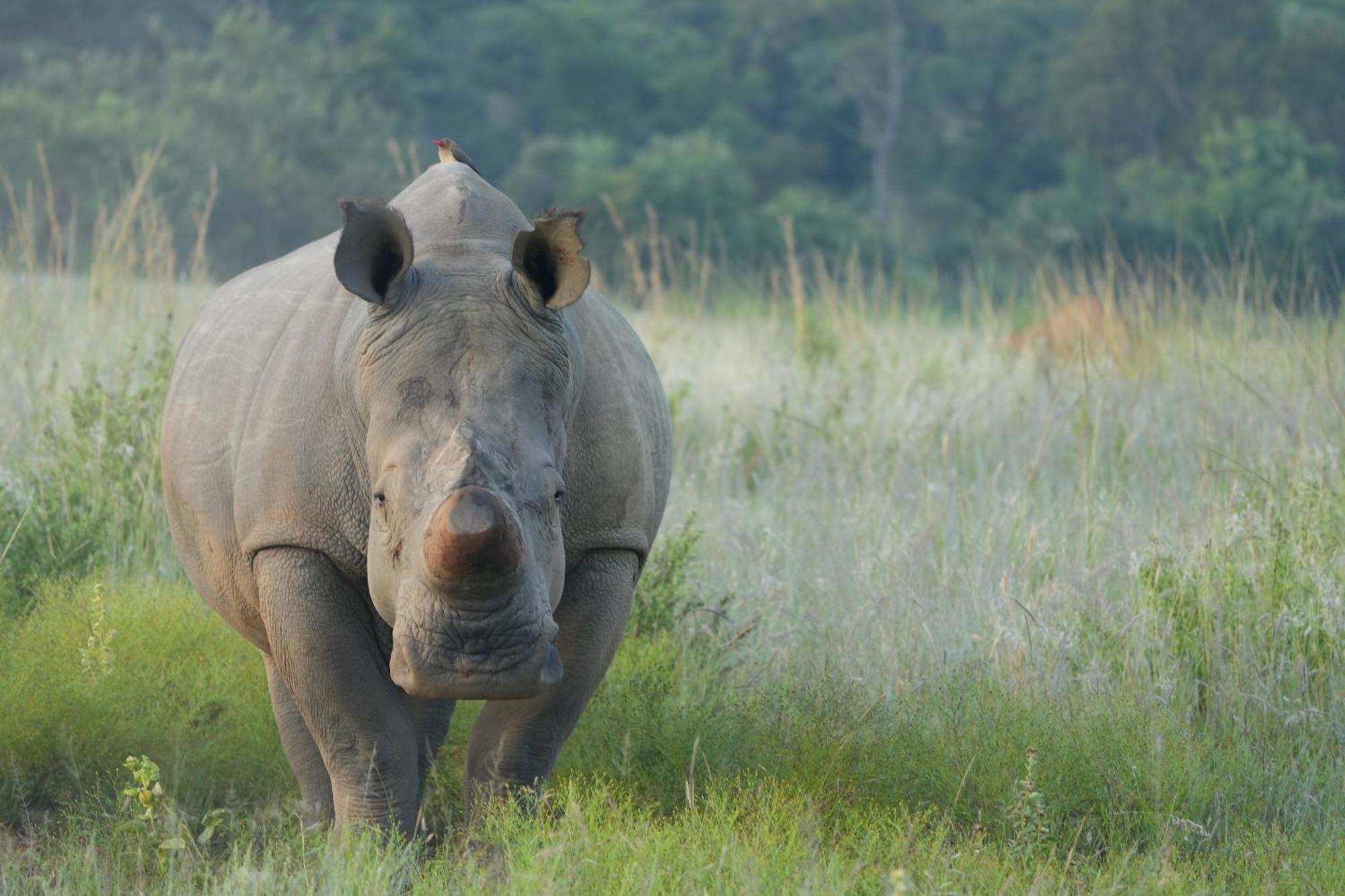Shibula Safari Lodge Réserve animalière Welgevonden Extérieur photo
