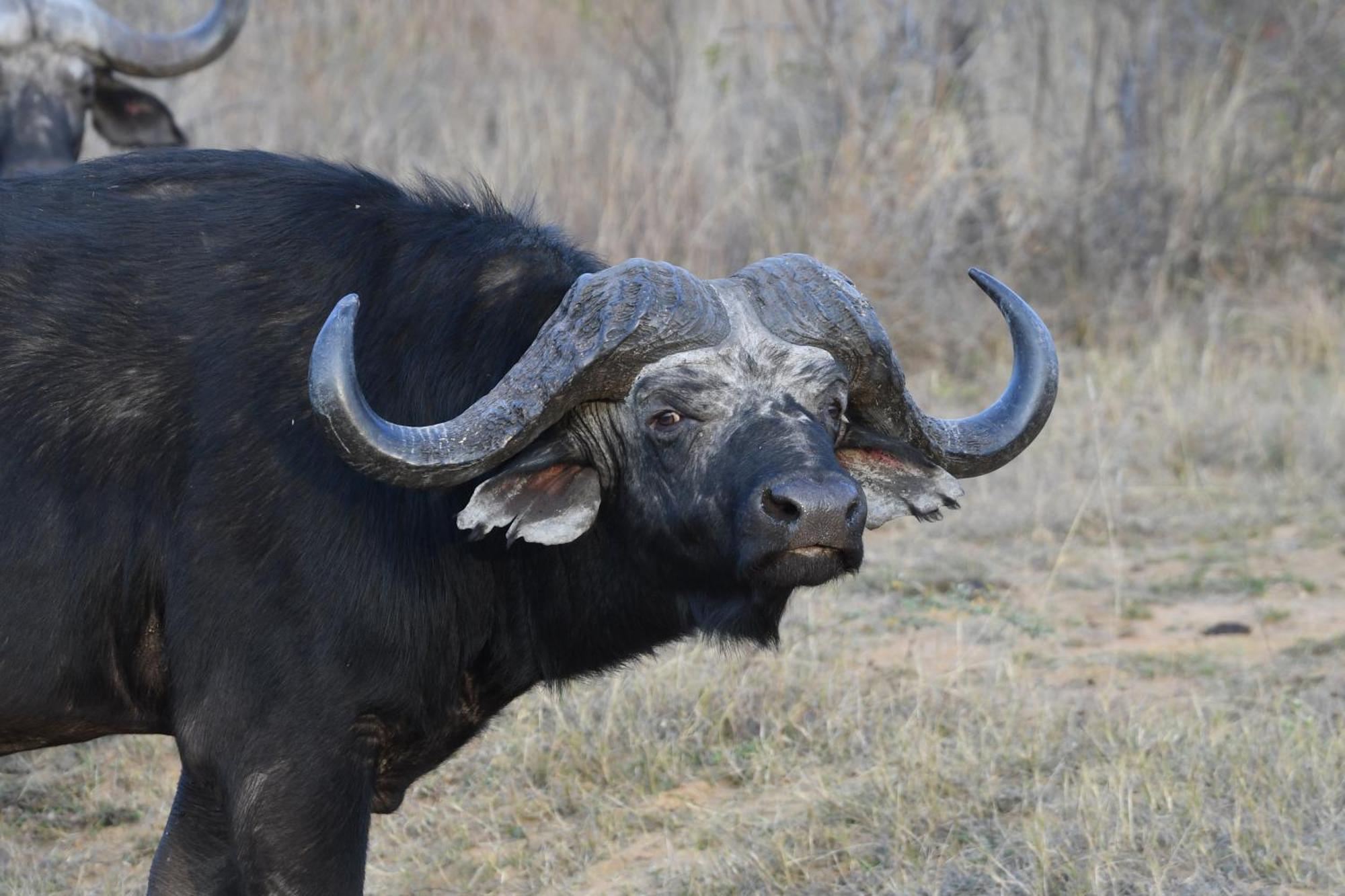 Shibula Safari Lodge Réserve animalière Welgevonden Extérieur photo