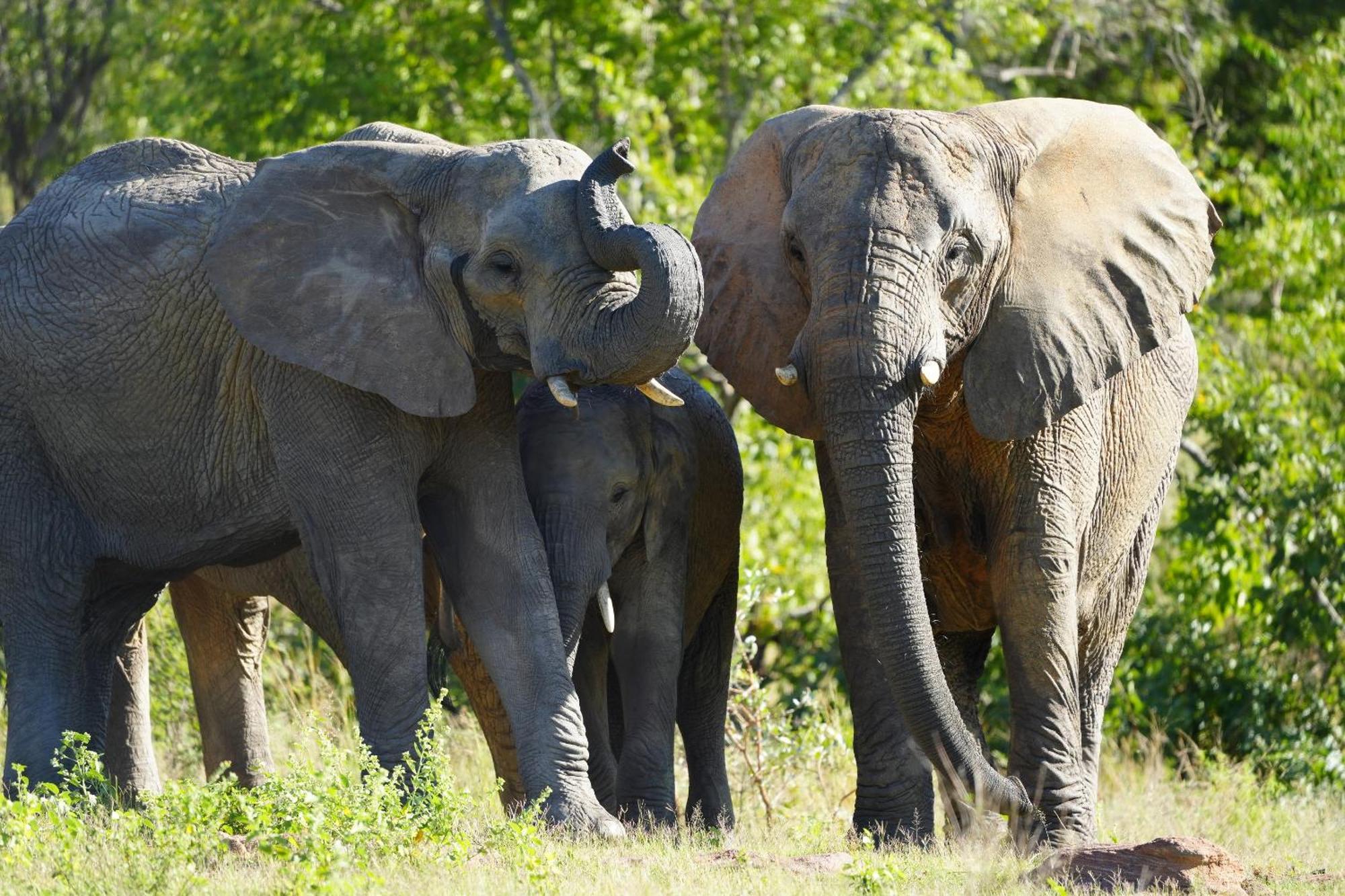 Shibula Safari Lodge Réserve animalière Welgevonden Extérieur photo
