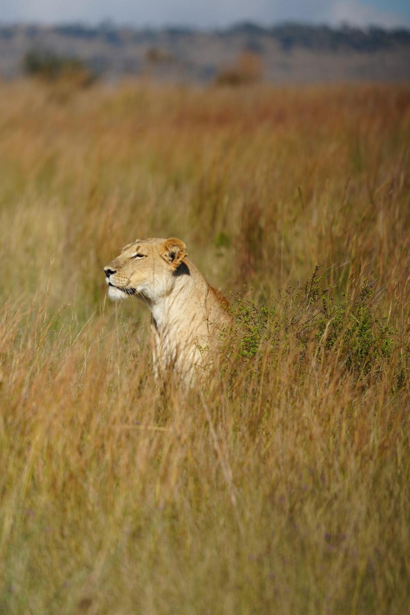 Shibula Safari Lodge Réserve animalière Welgevonden Extérieur photo