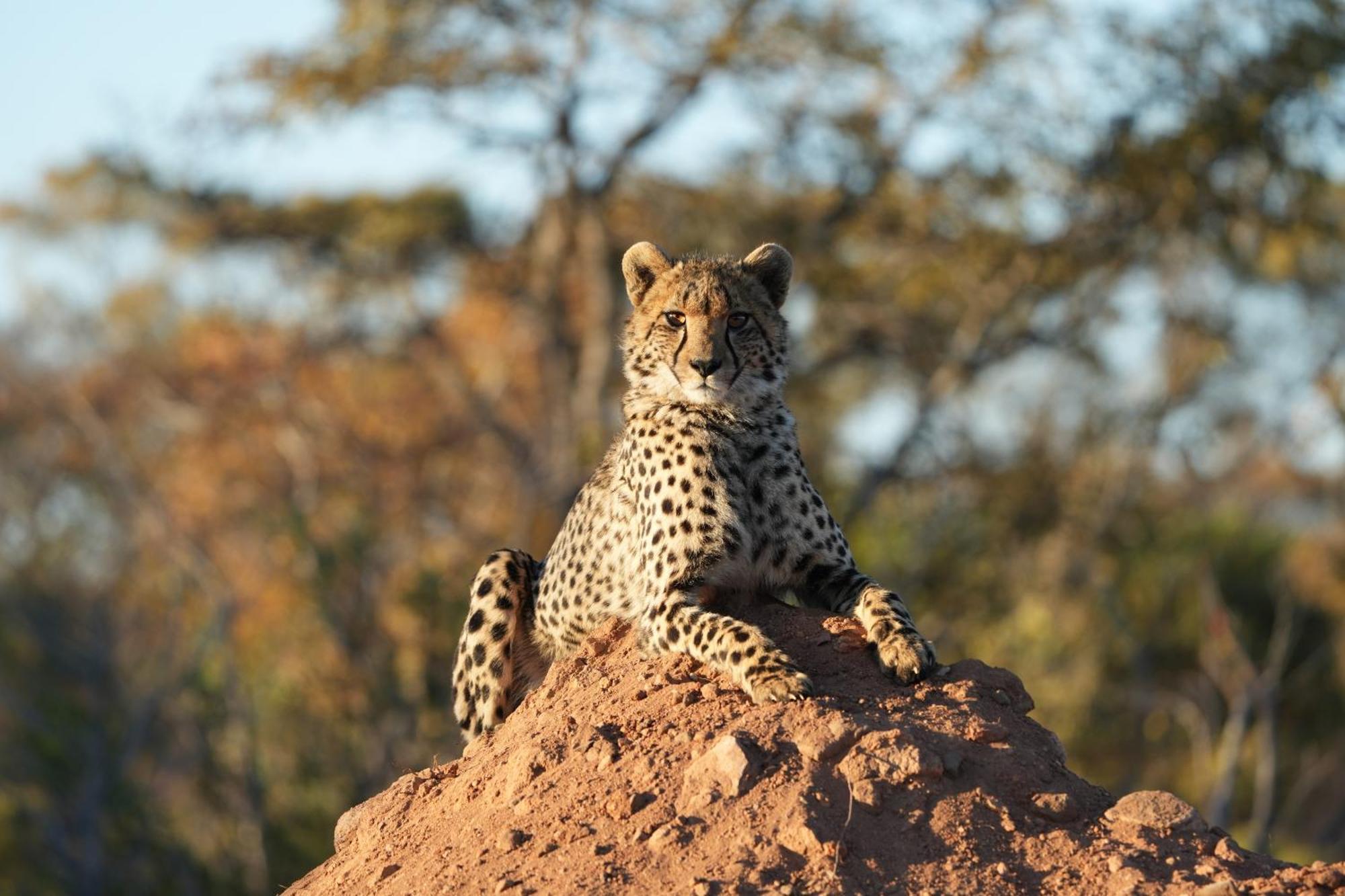 Shibula Safari Lodge Réserve animalière Welgevonden Extérieur photo