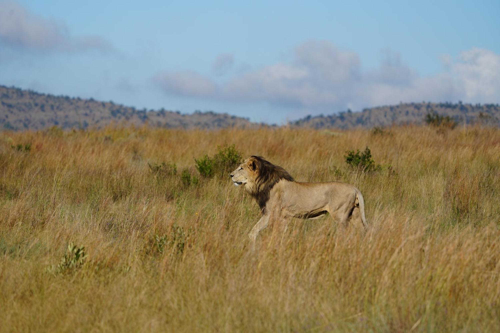 Shibula Safari Lodge Réserve animalière Welgevonden Extérieur photo